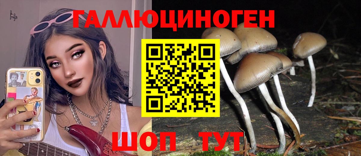 Галлюциногенные грибы Psilocybe Владивосток